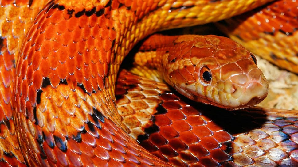 Amid coronavirus pandemic, even snakes are ‘staying home’, watch viral video
