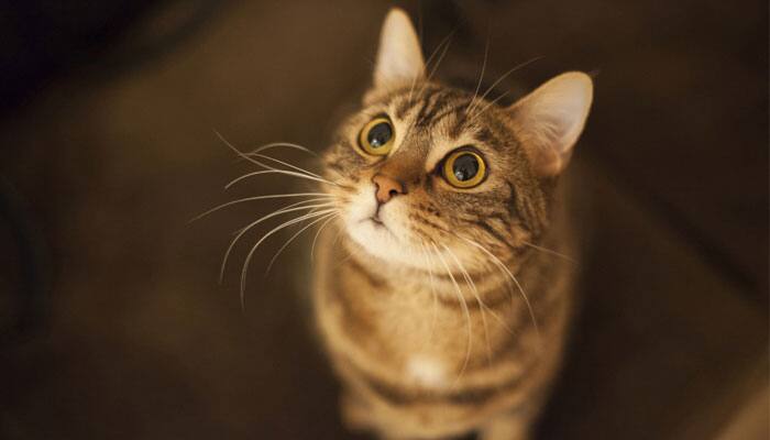 Two New York cats become first US pets to test positive for coronavirus COVID-19