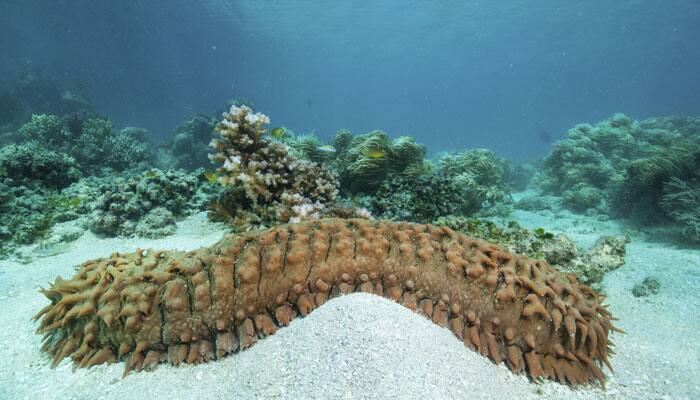 Four arrested under Wildlife Act for smuggling Sea Cucumber