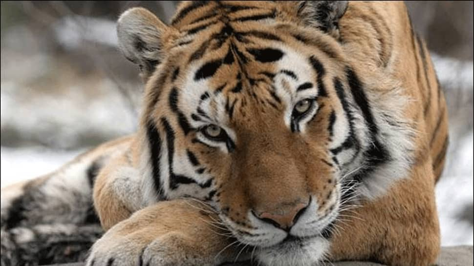 Tigress dies in Delhi zoo, no coronavirus link found