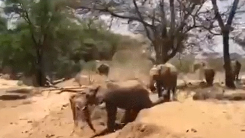 Elephants roll down steep path in most adorable manner — Watch viral videos	