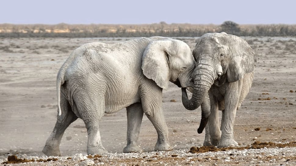 Rare face-off: Video captures tussle of two elephants amid loud cheers from people — Watch