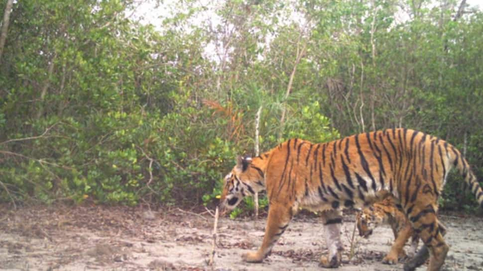 royal bengal tiger in sundarban