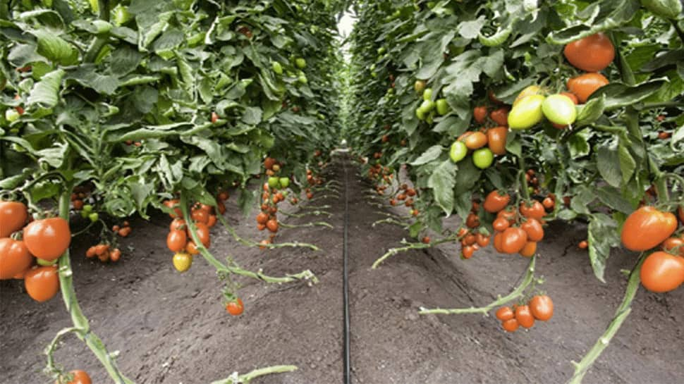 Coronavirus-hit Maharashtra&#039;s farmers fear ‘Tiranga’ virus damaging tomato crop 