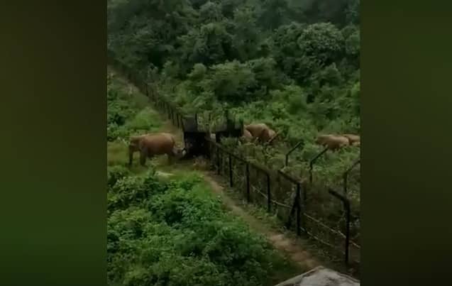Watch Video: Elephants entering into Meghalaya forests on India-Bangladesh border 