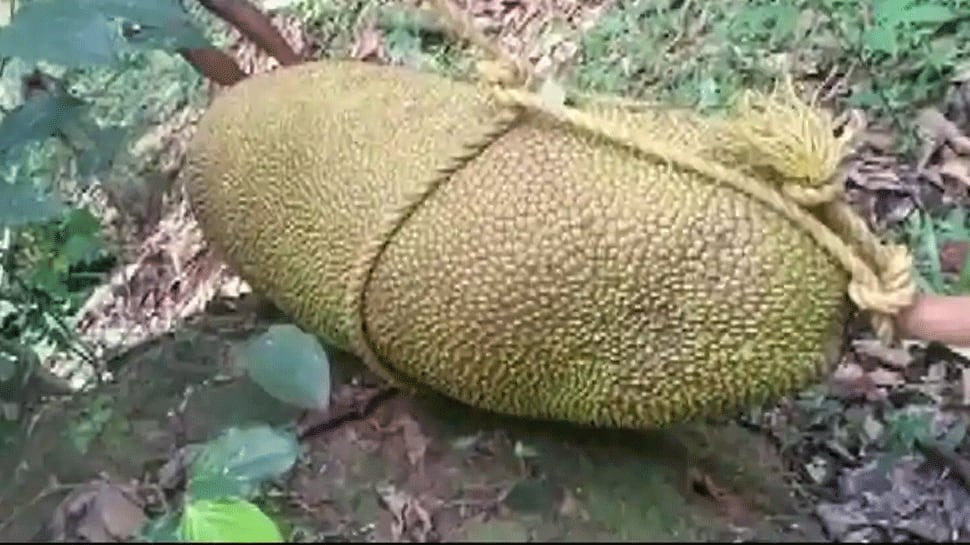 Kerala man finds massive 50 kg jackfruit in backyard, applies for Guinness Record