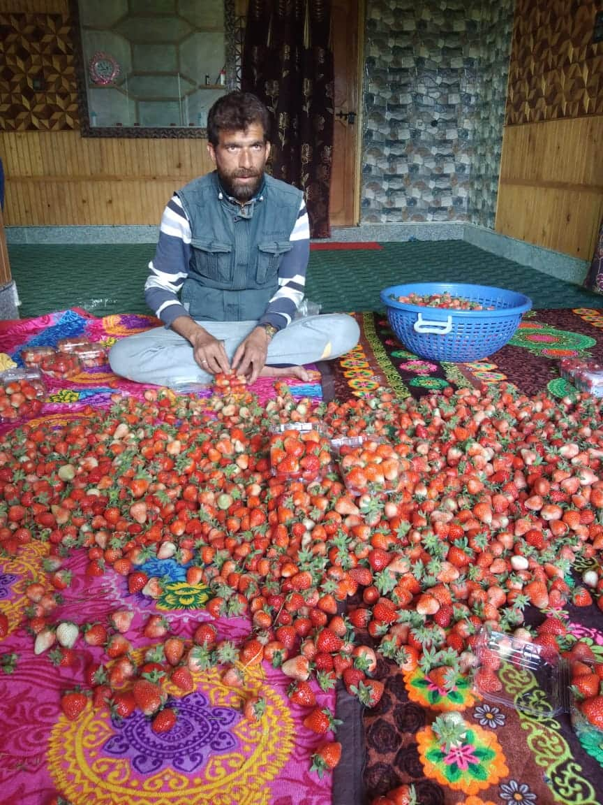 Kashmiri farmer