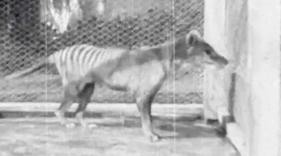 Newly released video is last known footage of Tasmanian tiger &#039;Benjamin&#039; - Watch