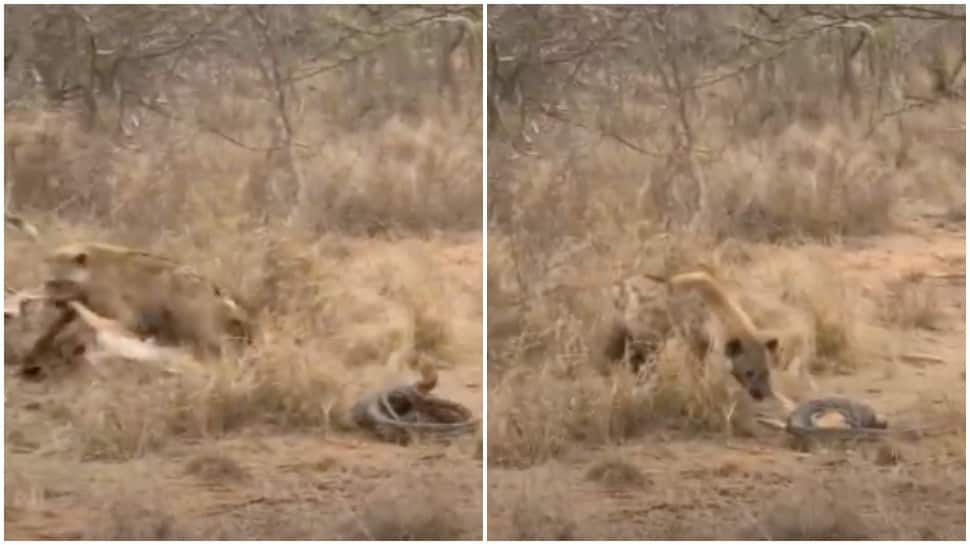Hyena steals an impala from a python; watch viral video here