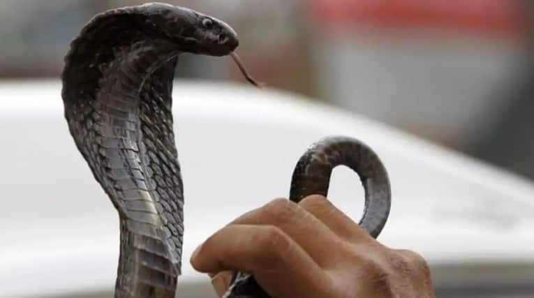 Kerala man kills wife using snake to bite her, arrested 