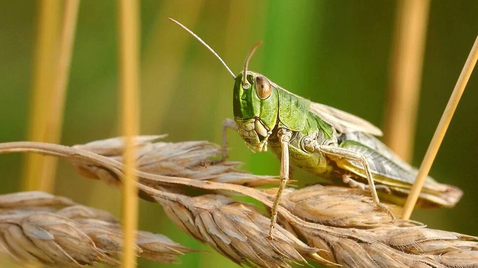 Locust army enters Maharahstra, 4-5 villages in Vidarbha region come under attack