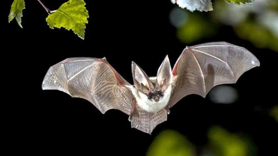 Dead bats create panic in UP&#039;s Gorakhpur, carcass sent to vet research institute