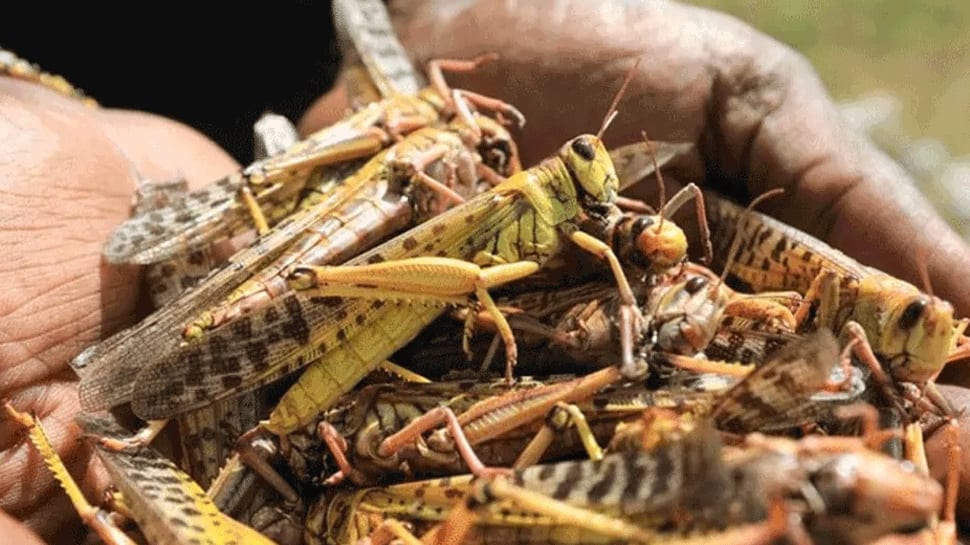 Locusts attack threatens summer crop in India, farmers across several states fear massive losses