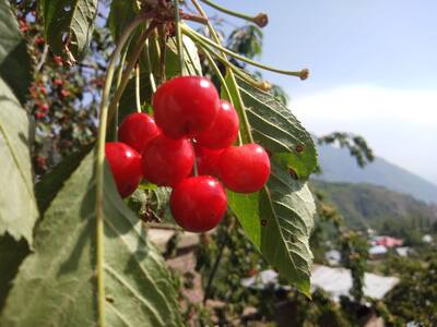 Cherry garden in Srinagar (1)