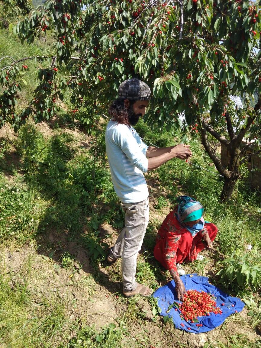 Cherry garden in Srinagar (2)