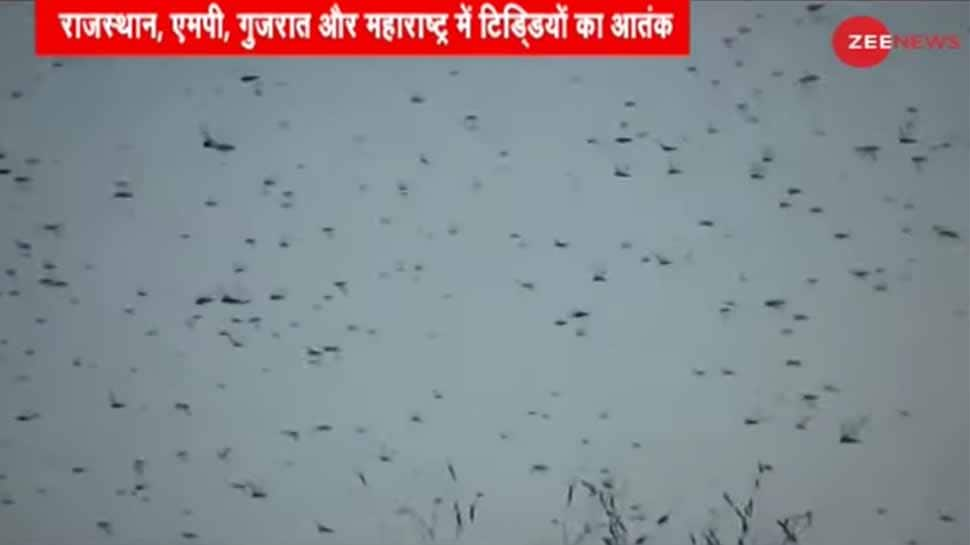 Locust swarms arrive in India for summer breeding; Delhi, UP put on alert