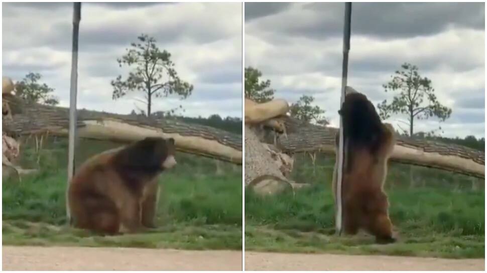 Twitteratis call it pole dance after video of bear rubbing his back against pole goes viral