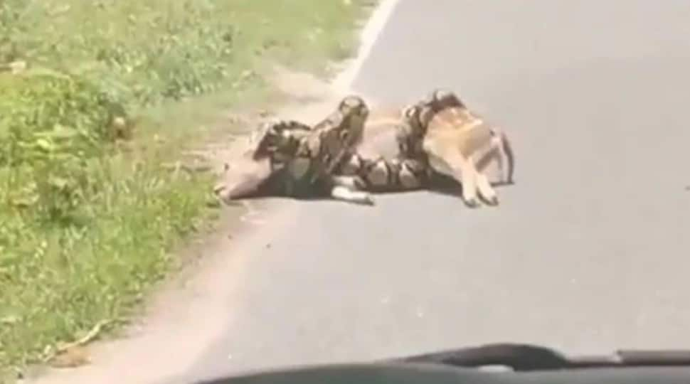 Spine-chilling video shows large python strangling deer, then a man enters the scene