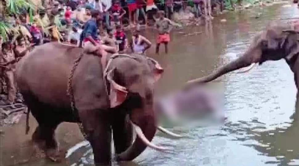 FIR against unidentified people for feeding cracker-filled pineapple to pregnant elephant in Kerala&#039;s Malappuram