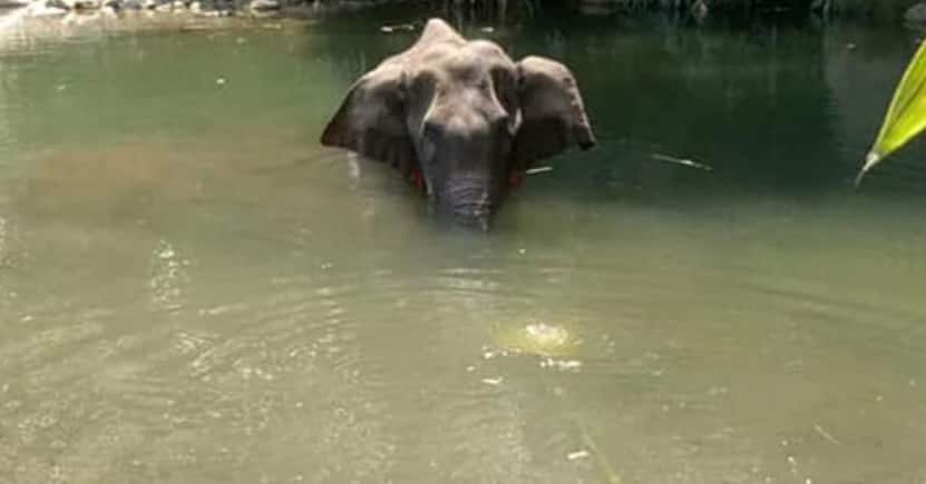 Horrific: Bollywood and TV celebs mourn Kerala elephant who died after being fed cracker-stuffed fruit