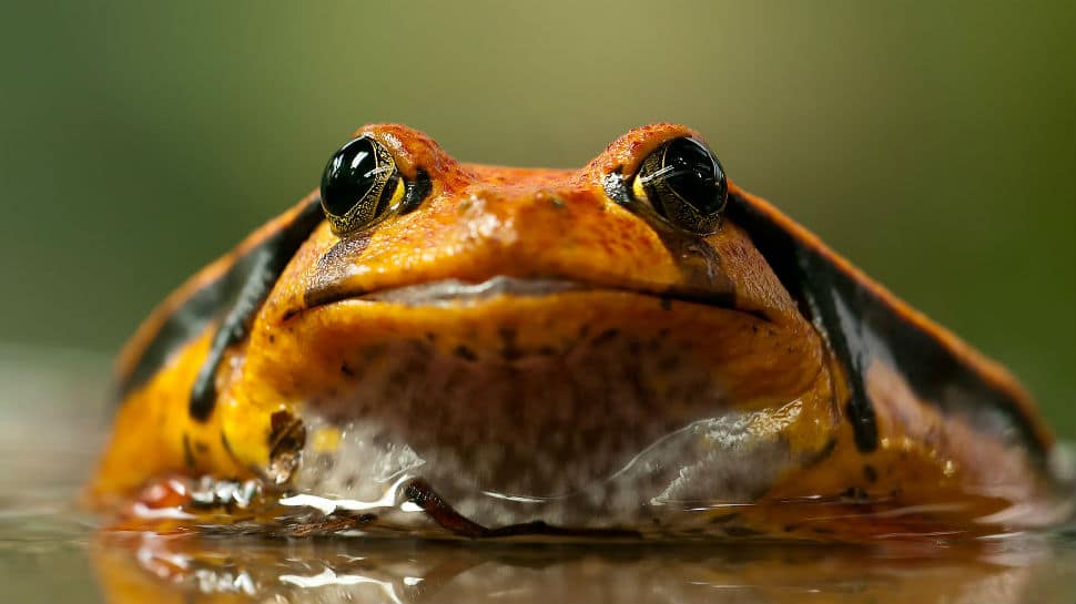 Spanish porn star arrested after man dies at toad venom ceremony