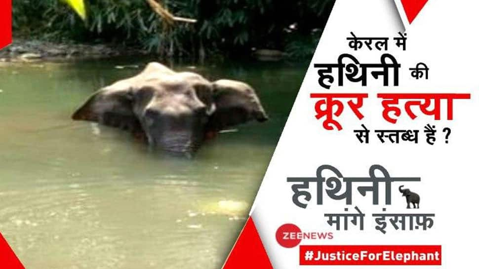 #JusticeForElephant: Join ZEE NEWS campaign to bring Kerala elephant&#039;s barbaric killers to book