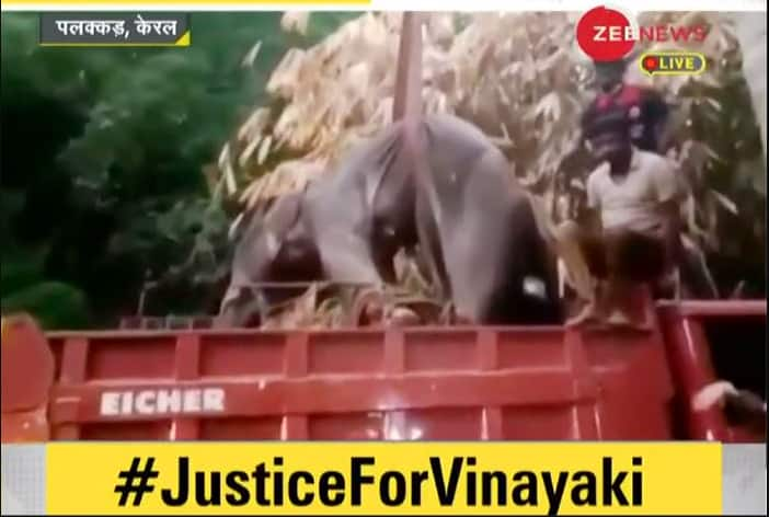 #JusticeForVinayaki: SIT to probe pregnant elephant&#039;s death amid public outrage; Kerala CM says justice will prevail