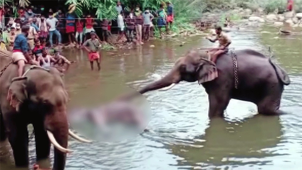 Accused arrested in pregnant elephant&#039;s death in Kerala&#039;s Palakkad; police intensify probe