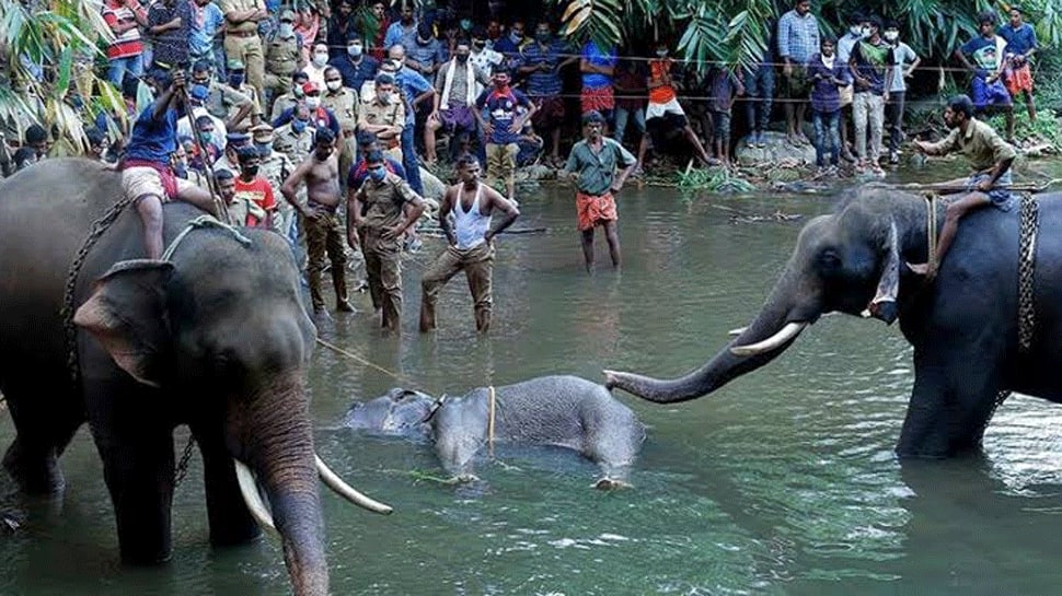 #JusticeForVinayaki: Story behind the pregnant elephant's killing in ...