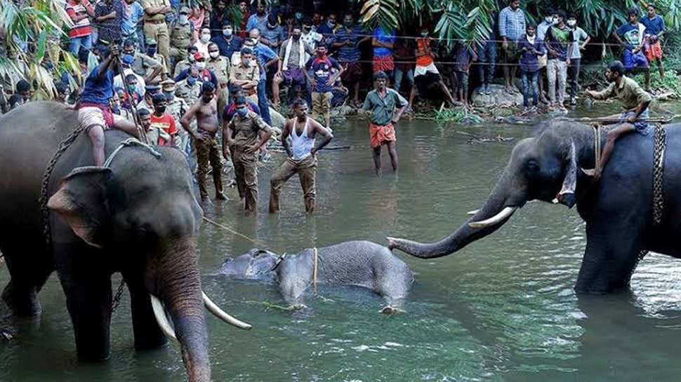 Kerala probe report to Governor says no evidence to prove elephant fed firecracker-filled pineapple