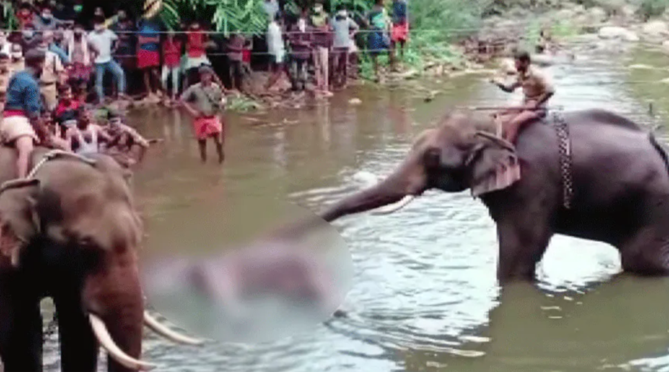 NGT takes suo motu cognisance of pregnant elephant&#039;s death in Kerala&#039;s Palakkad, forms committee to probe the matter