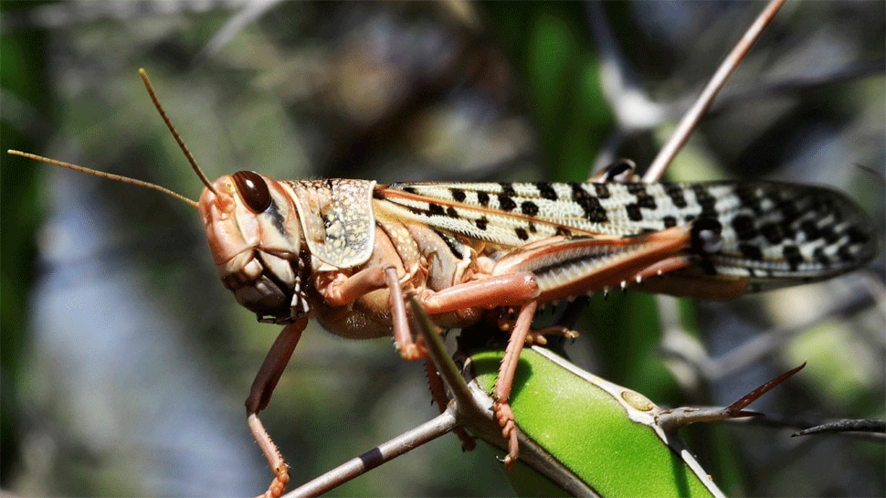 Pakistan yet to respond on Indian suggestion on jointly dealing with locust crisis