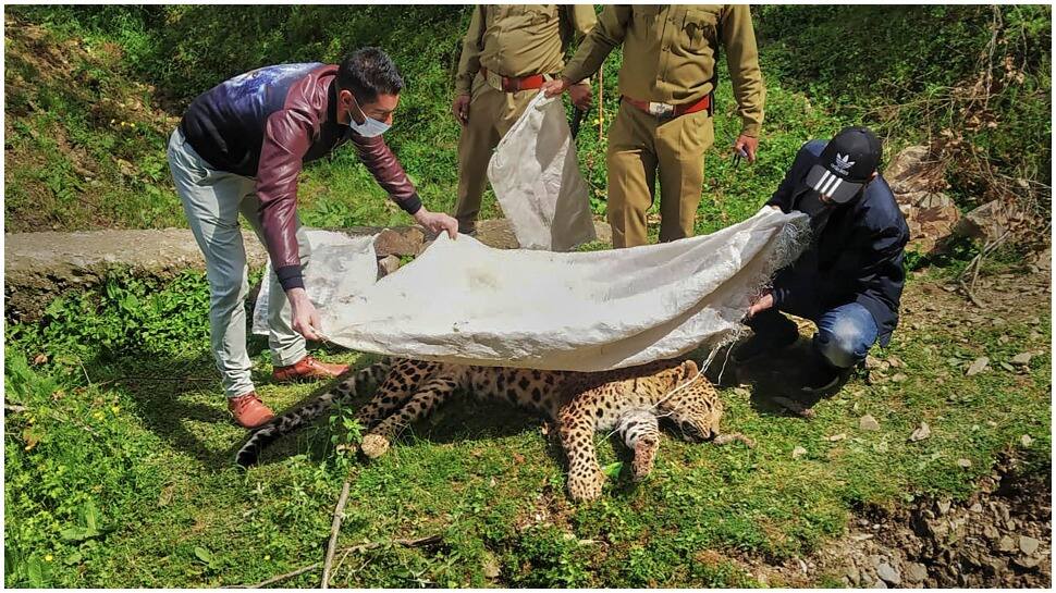 6 people including a juvenile apprehended in Guwahati for killing leopard