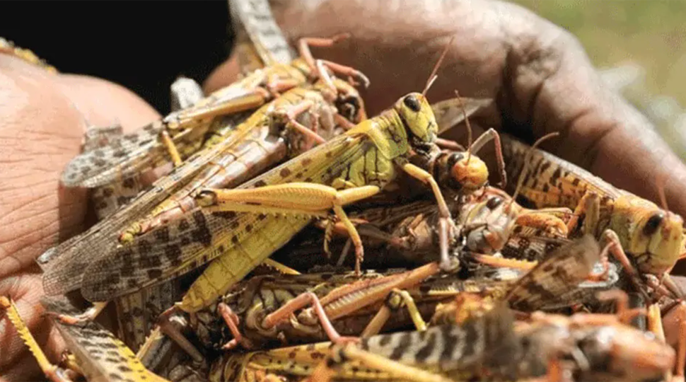 Pakistan PM Imran Khan decides to battle locusts by turning them into chicken feed