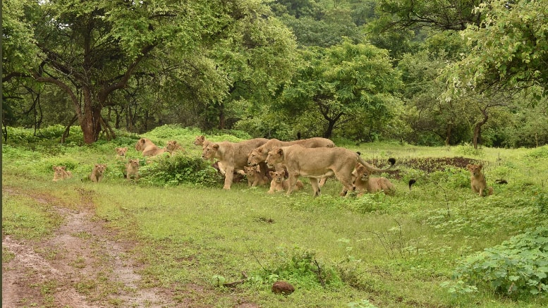 Asiatic lion population in Gujarat rises to 674 in five years, up by