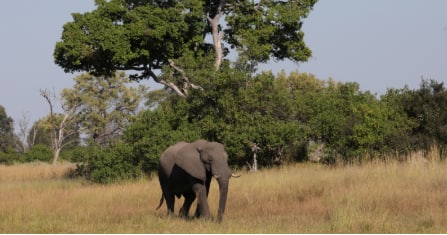 Botswana probes mysterious deaths of 154 elephants over 2 months, rules out poaching