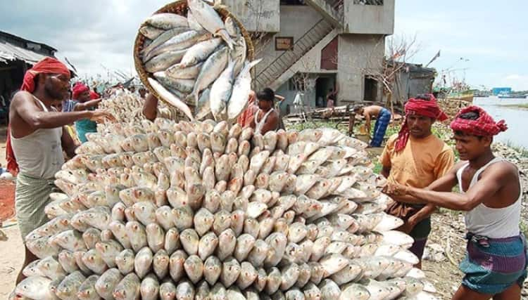 Fishermen expect &#039;Hilsa&#039; boom amid COVID-19 gloom in West Bengal