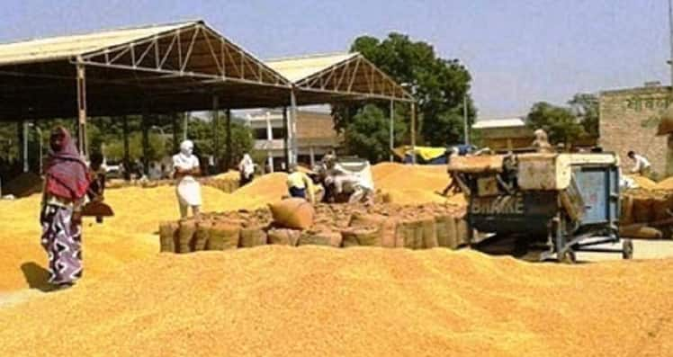 Procurement of wheat reaches all-time high amid COVID-19 lockdown; Madhya Pradesh becomes largest contributor