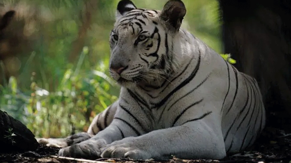 White male tiger dies due to neoplastic tumour at Hyderabad&#039;s Nehru zoological park