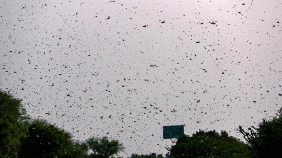 Locust attack: Delhi government issues advisory, asks south and west districts to remain on high alert