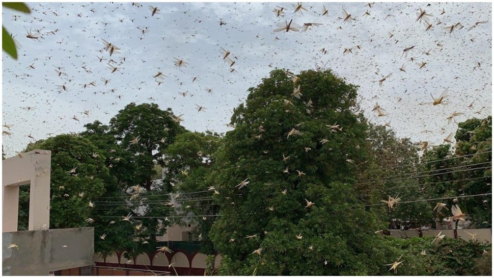 Krishi Vigyan Kendra issues precautionary measures as swarms of locusts ...