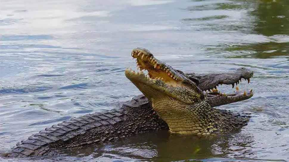 Boy killed in crocodile attack at Odisha&#039;s Malkangiri