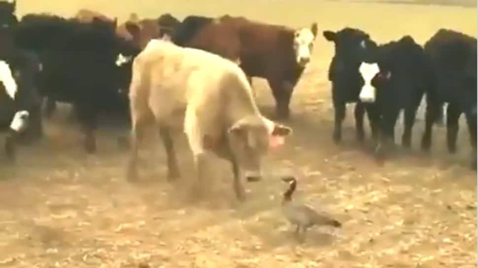 Viral video: This fearless goose makes cows back out from a fight - Watch 