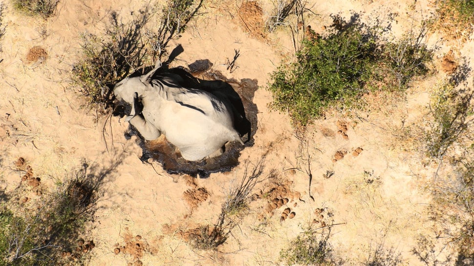 Around 275 elephants die in Botswana, country investigating matter 