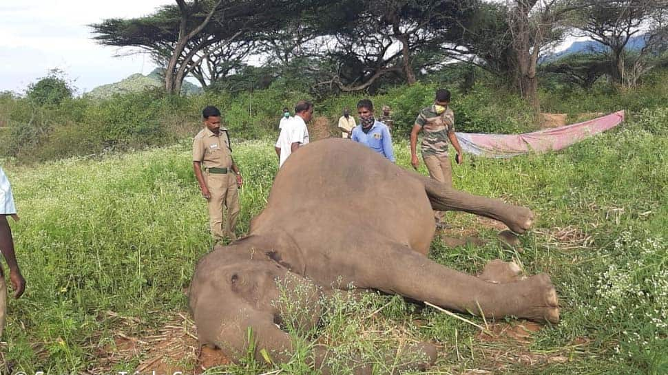 Man-animal conflict, accident kills two elephants in Tamil Nadu’s Coimbatore