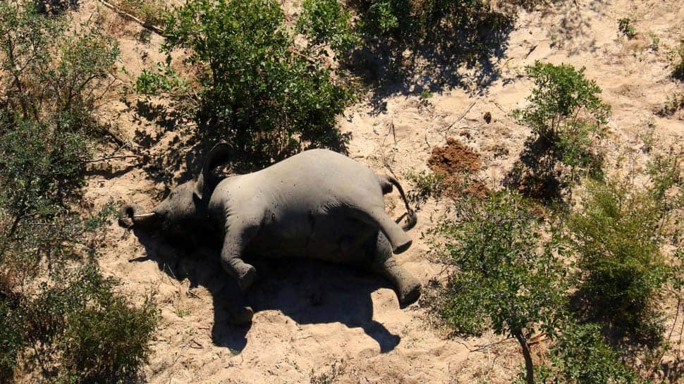 What could be causing Botswana&#039;s mystery elephant deaths?