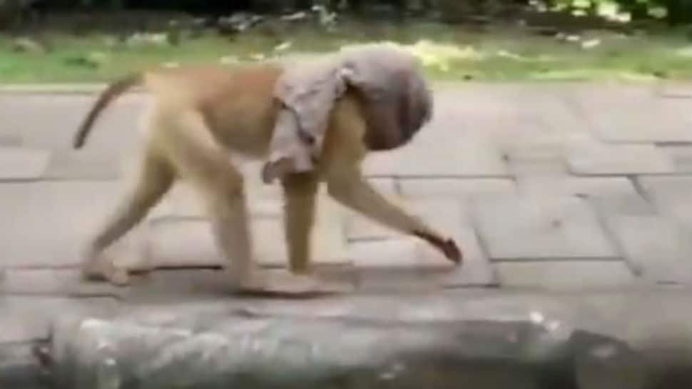 Watch: Viral video of a monkey wearing face mask has left the internet in splits