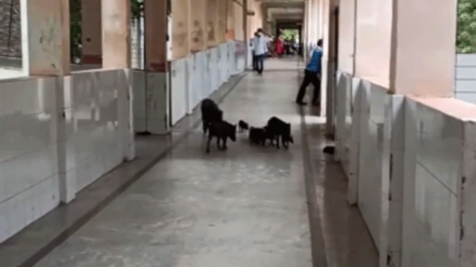 Pigs roam freely at COVID-19-designated hospital in Karnataka&#039;s Kalaburagi — Viral video