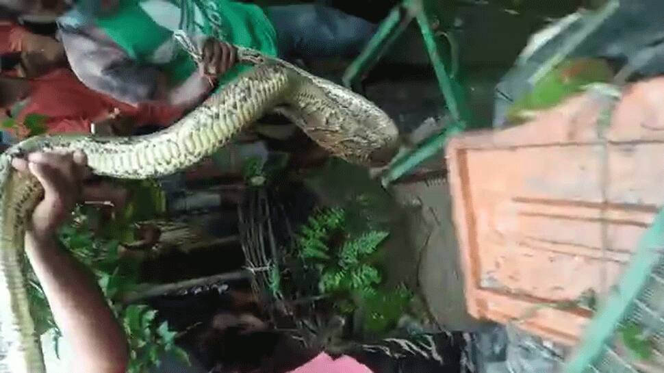 20-feet long phython rescued after he swallows 3 ducks of villager in West Bengal&#039;s Jalpaiguri 