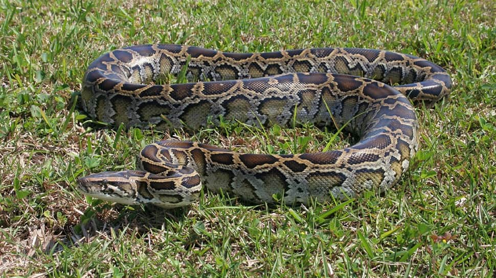 Viral: Python constricts leopard in a nail-biting brawl - Watch